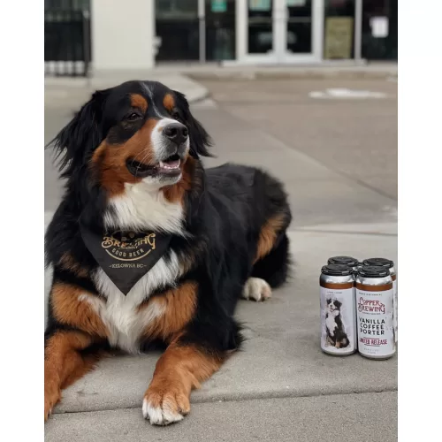 Copper the Dog showing off beer at Copper Brewing Co