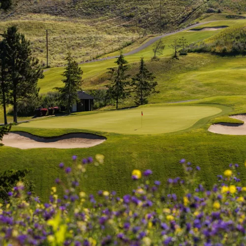 Wild Flowers at Black Mountin Golf Club